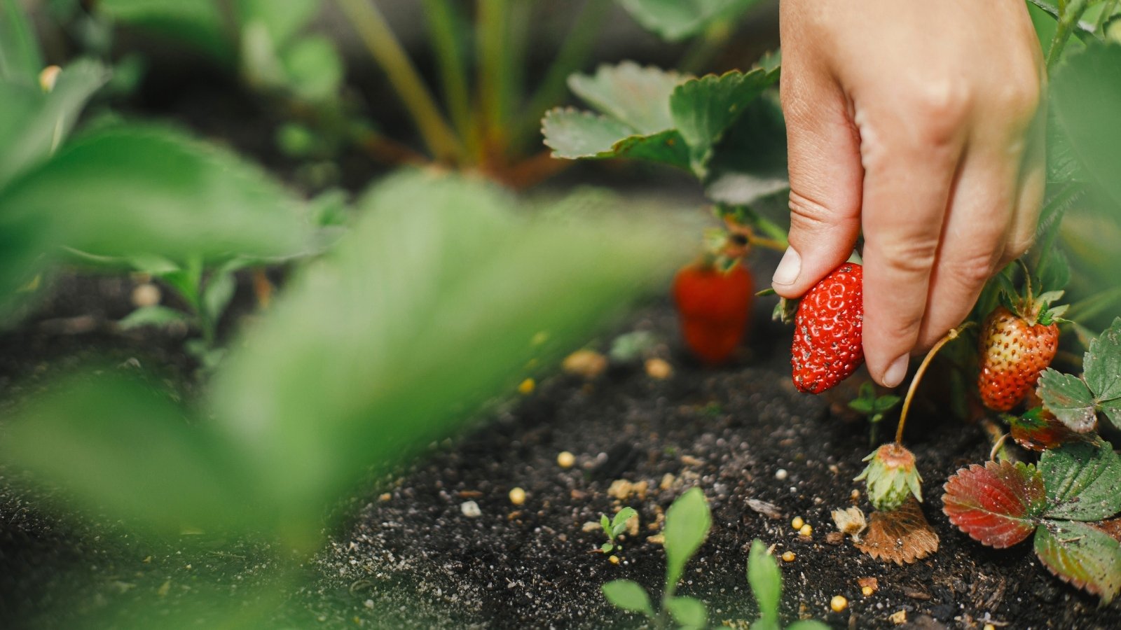 Close-up of a woman's hand harvesting ripe strawberries in a garden bed.