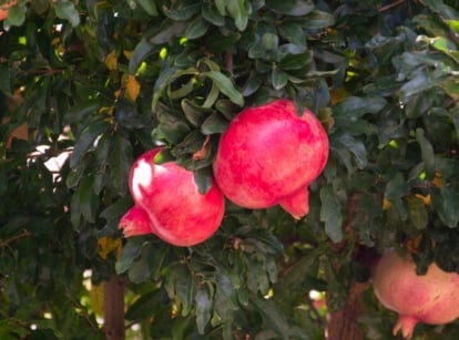 Pink 'Wonderful' pomegranates dangle gracefully amidst a backdrop of deep green foliage, evoking a sense of natural abundance and beauty. Their blush hue contrasts vividly with the verdant leaves, creating a visually stunning display of nature's bounty.