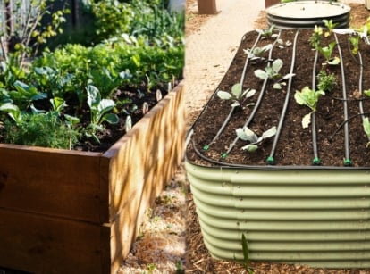 Collage of two images of wooden vs. metal raised beds. A wooden raised bed is made of a wooden frame, filled with soil and various plants of dill, radishes, beets and other vegetable crops. The metal raised bed is made of galvanized metal, has a ribbed structure and a pale green tint. Young cabbage seedlings grow on a raised bed.