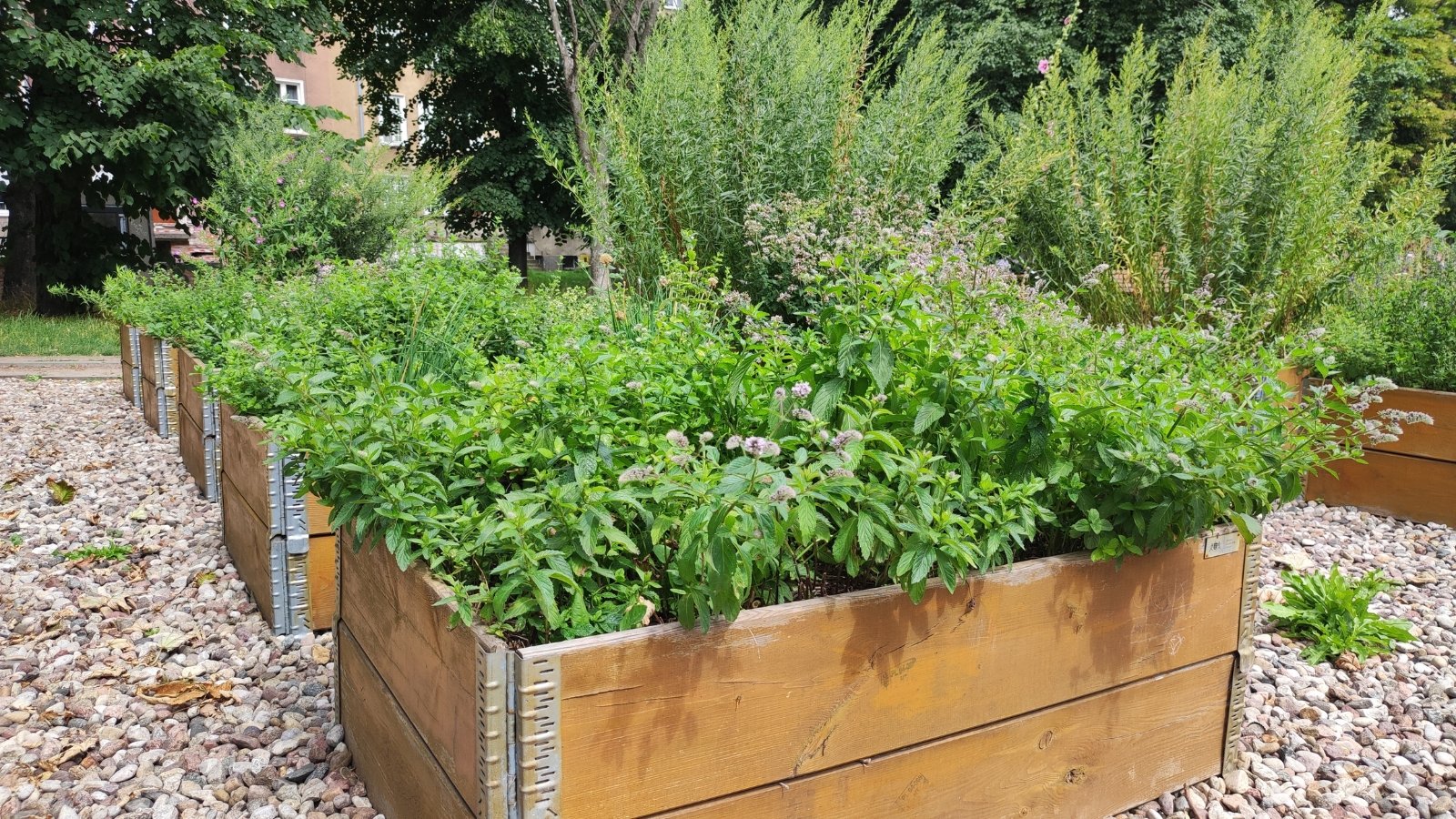 Wooden raised garden beds brim with thriving lush plants, basking under the warm sunlight, creating a vivid tapestry of greenery and life in the garden.