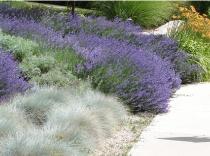 A close-up of xeriscaping exhibits lavender and blue fescue flowers. The slender leaves of fescues add texture. Planted along the sidewalk, basking in sunlight, they create a vibrant, water-efficient landscape.