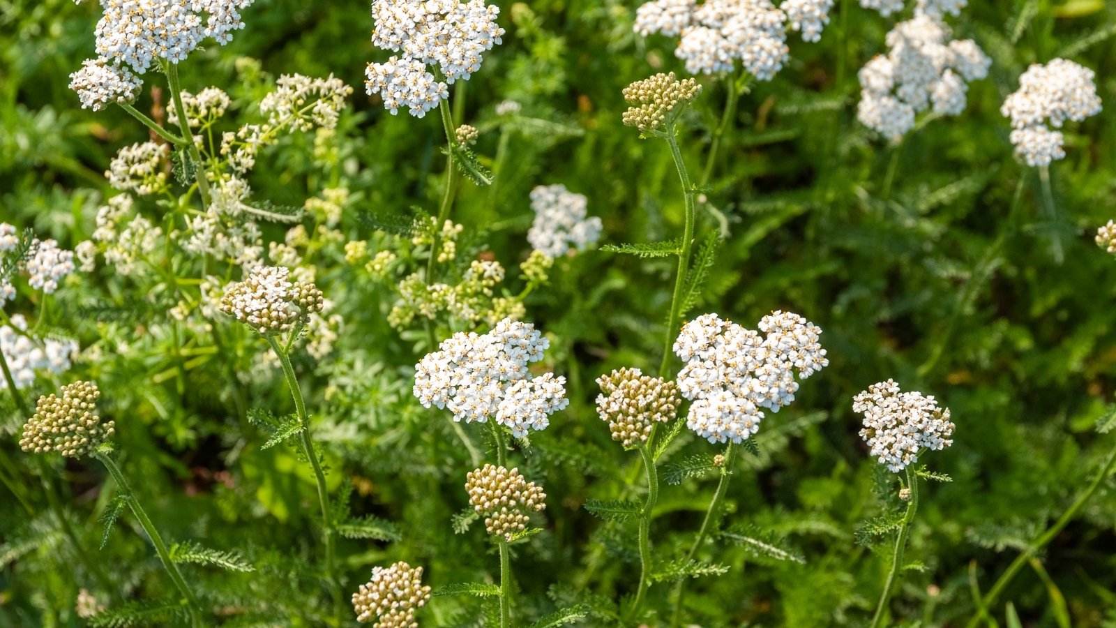 Yarrow presents fern-like foliage and produces clusters of tiny, flattened white flowers.