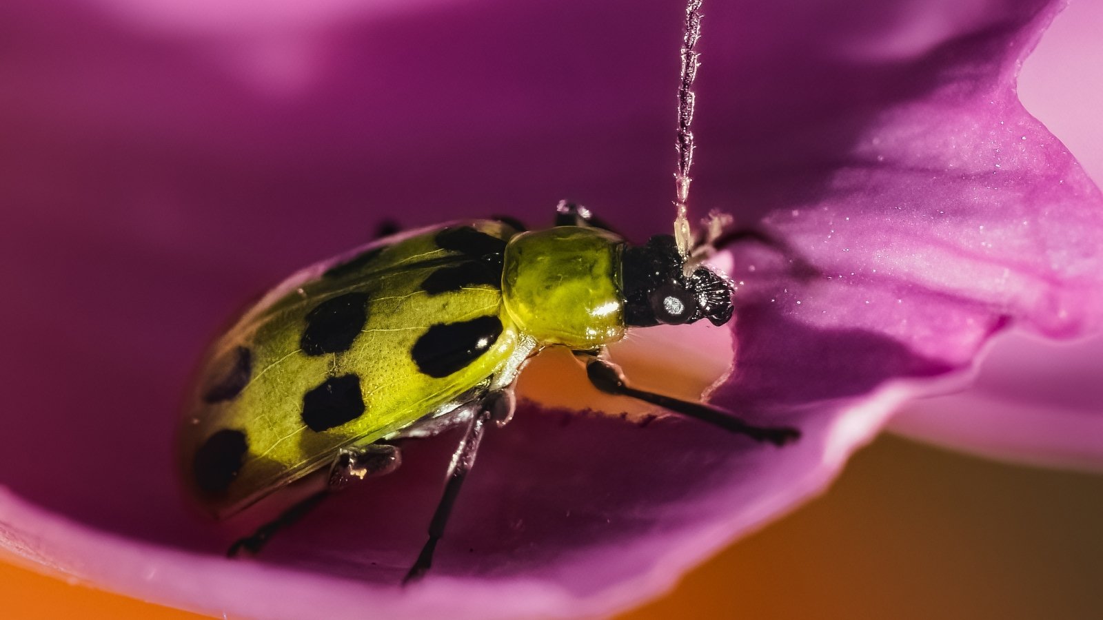 A close-up captures a yellow-green cucumber beetle with black spots, meticulously consuming the petals of a purple flower, showcasing its intricate details and natural colors.