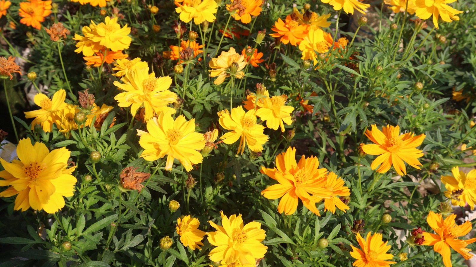 Orange cosmos flowers contrast against verdant foliage, soaking in radiant sunlight, creating a picturesque scene of natural beauty and tranquility.