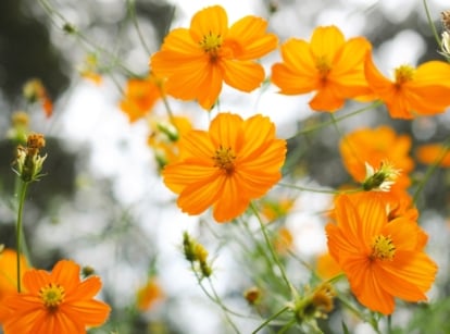 Vibrant orange cosmos bloom, slender stems swaying gracefully in the breeze, offering a striking contrast against the verdant backdrop of lush foliage in the garden.