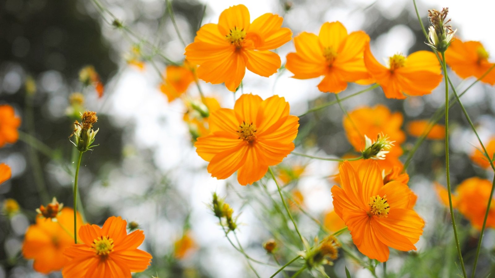Vibrant orange cosmos bloom, slender stems swaying gracefully in the breeze, offering a striking contrast against the verdant backdrop of lush foliage in the garden.