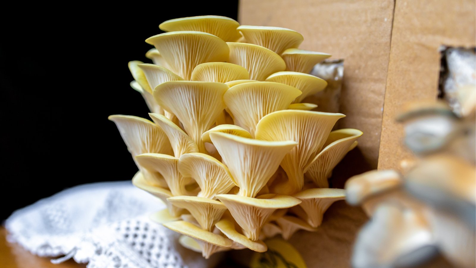 Golden oyster mushrooms flourishing abundantly, tightly packed on cardboard, vibrant hue contrasting with box's muted brown, a testament to nature's tenacity in unexpected space.