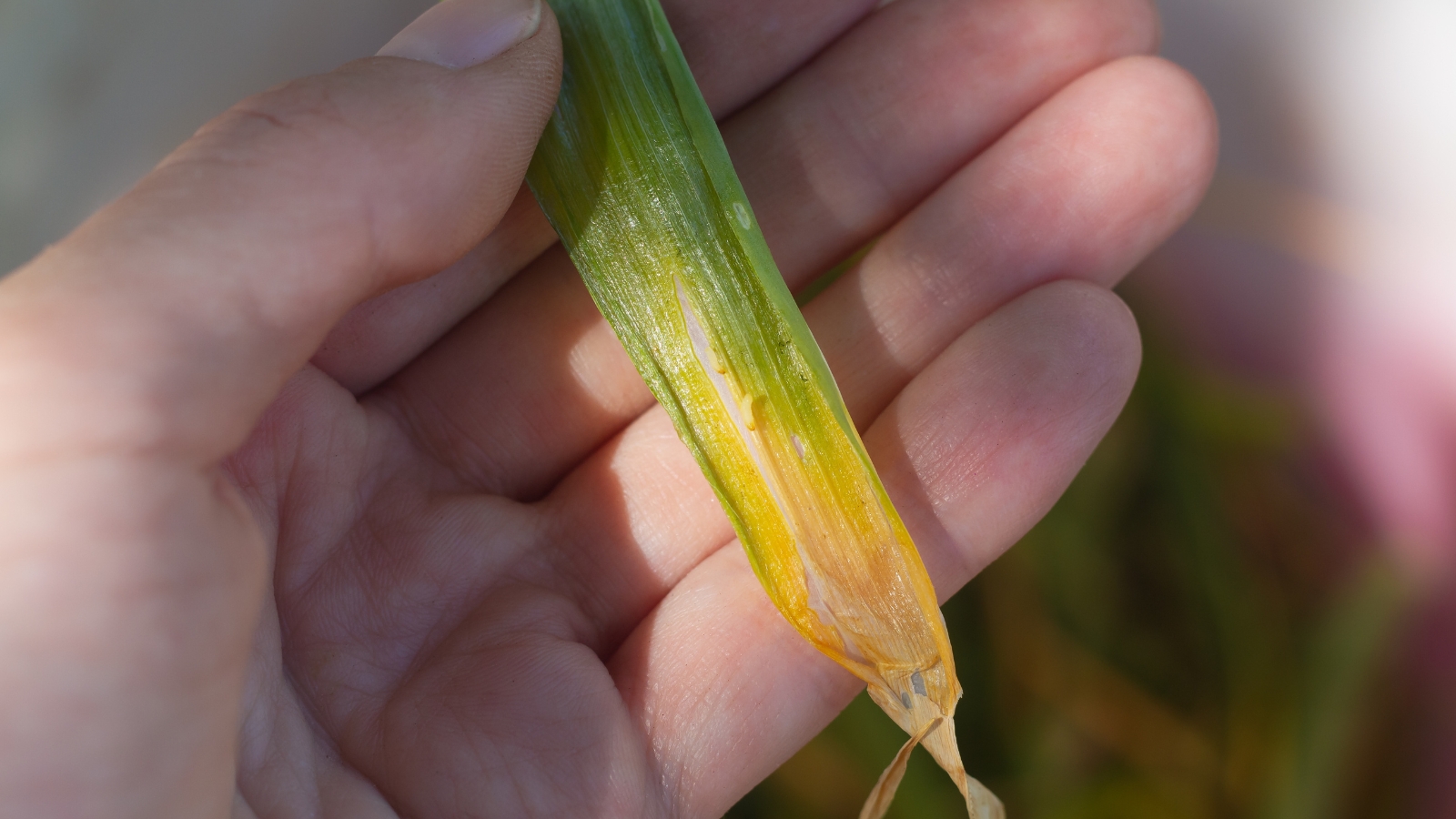 A hand delicately holds a nodding onion leaf. The vibrant green hue gently gives way to a soft yellow, hinting at the changing seasons and the passage of time in nature's cycle.