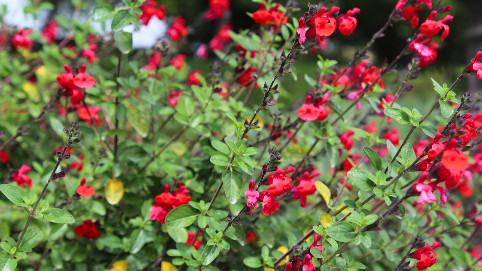 The Autumn Sage presents vibrant red tubular flowers against a backdrop of yellowing leaves, creating a contrasting yet captivating display in the garden.