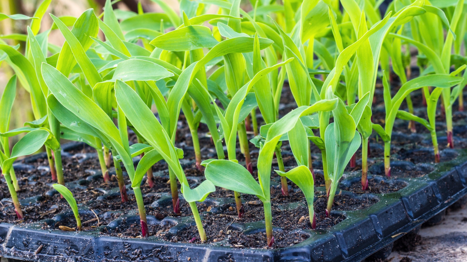 Close-up of malted corn seedlings in the nursery tray exhibiting slender, pale green stems crowned with delicate, lance-shaped leaves unfurling gracefully.