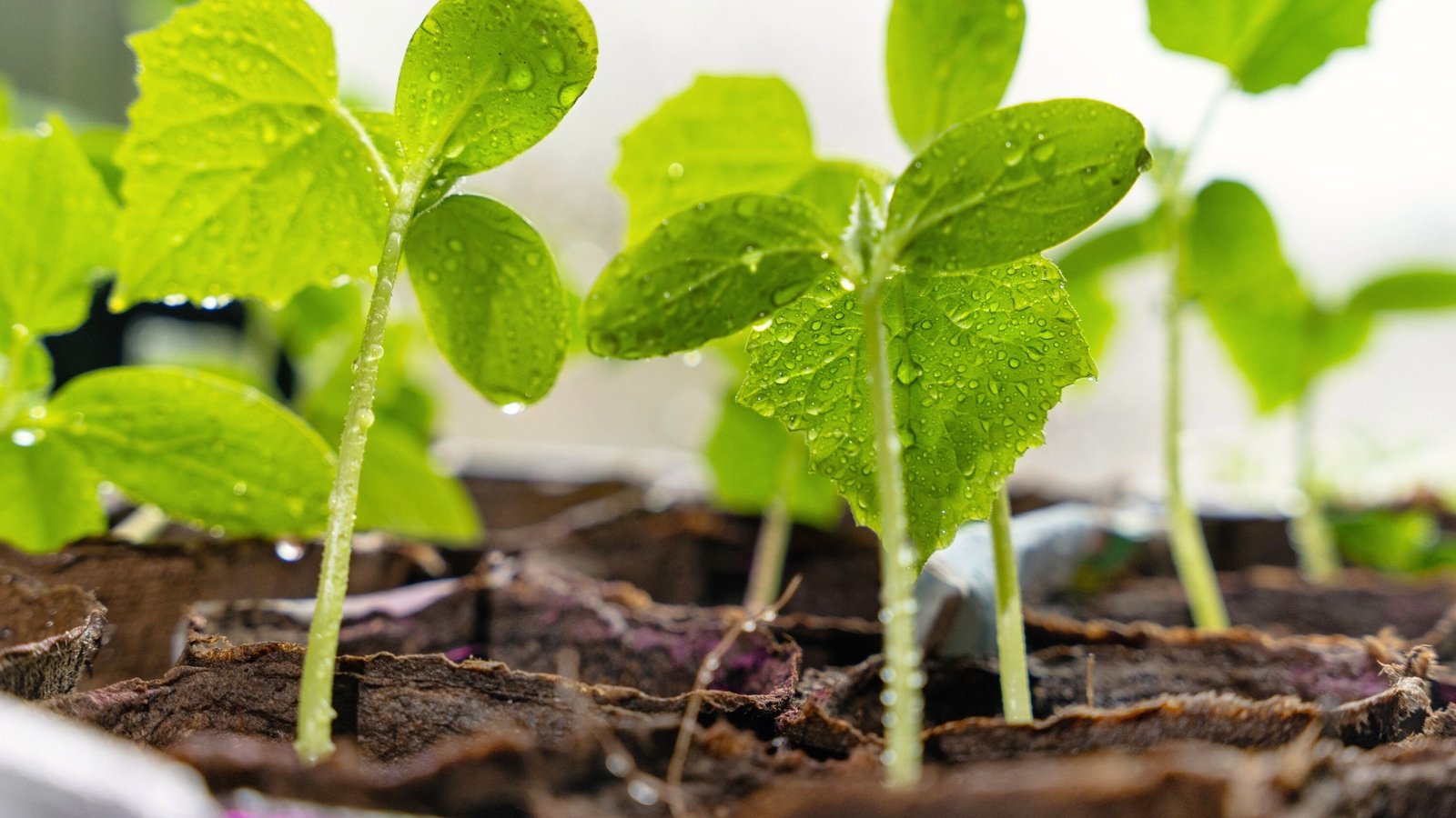 Close-up of young cucumber seedlings in small peat pots. Young cucumber plants exhibit slender, pale green stems with a pair of cotyledons and one true leaf each. The true leaf is broad, heart-shaped with finely jagged edges. The leaves are covered with drops of water.