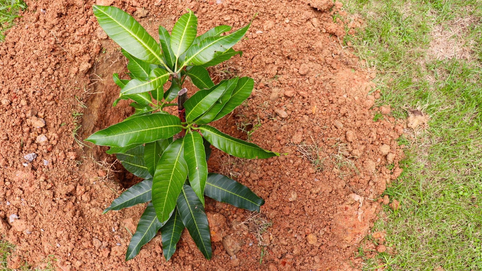 Top view of a young mango tree placed in a hole in the soil, which showcases slender, supple stems adorned with glossy, lanceolate leaves, radiating a vibrant green hue.