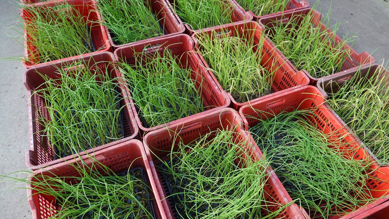 A close-up reveals containers brimming with onion seedlings, their slender green leaves reaching upwards. Each delicate leaf exhibits a vibrant shade of green, contrasting beautifully against the red hue of the containers in which they're meticulously arranged.