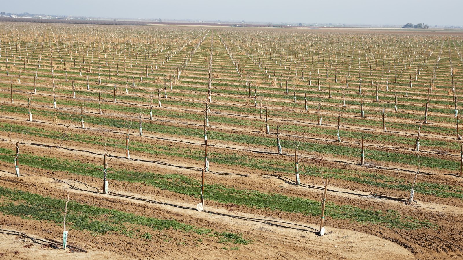 Overhead shot of a tree farm with rows of small trees planted in long, straight, rows.