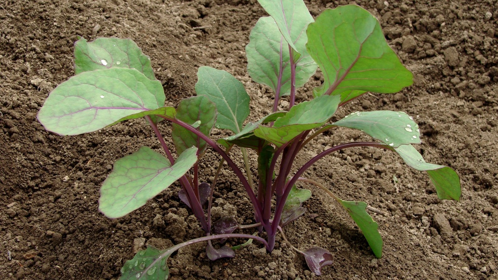 A close-up of vibrant young purple Brussels sprouts seedlings with large green leaves veined in purple, thriving in rich brown soil.