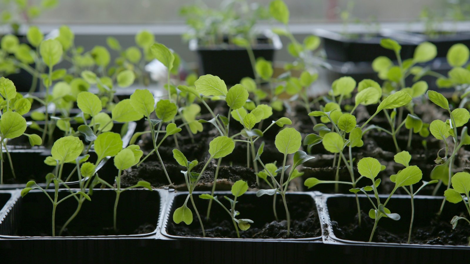 A close-up of young brussels sprout seedlings with delicate leaves, thriving in small black pots.