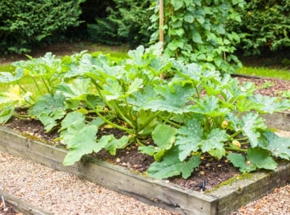 Close-up of a raised bed with growing zucchini plants. The zucchini plant is a lush, bushy annual characterized by sturdy, succulent stems branching out from its base, supporting a canopy of large, bright green leaves with prominent veins and slightly fuzzy textures.Amidst the foliage, vibrant yellow flowers bloom, each bearing five distinct petals and a central stamen.