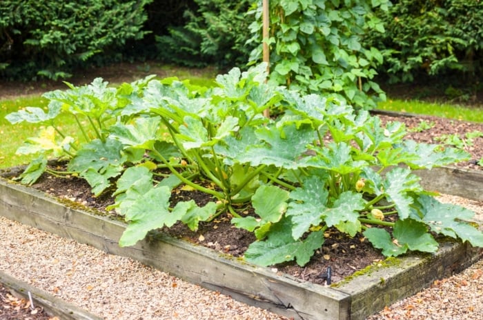 Close-up of a raised bed with growing zucchini plants. The zucchini plant is a lush, bushy annual characterized by sturdy, succulent stems branching out from its base, supporting a canopy of large, bright green leaves with prominent veins and slightly fuzzy textures.Amidst the foliage, vibrant yellow flowers bloom, each bearing five distinct petals and a central stamen.